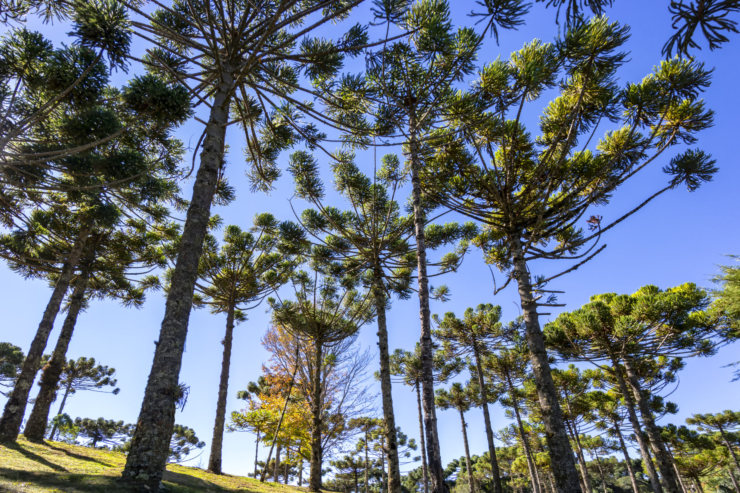Field of araucarias